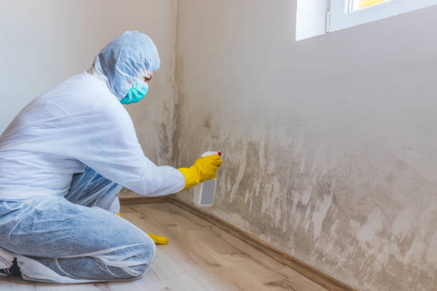 Licensed Black Mold Remediation service in Milton, GA - Mold Remediation HQ