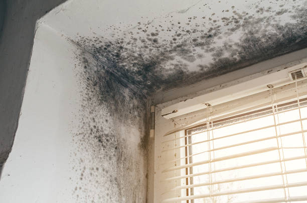 Affordable Black Mold Remediation solutions in Milton, GA